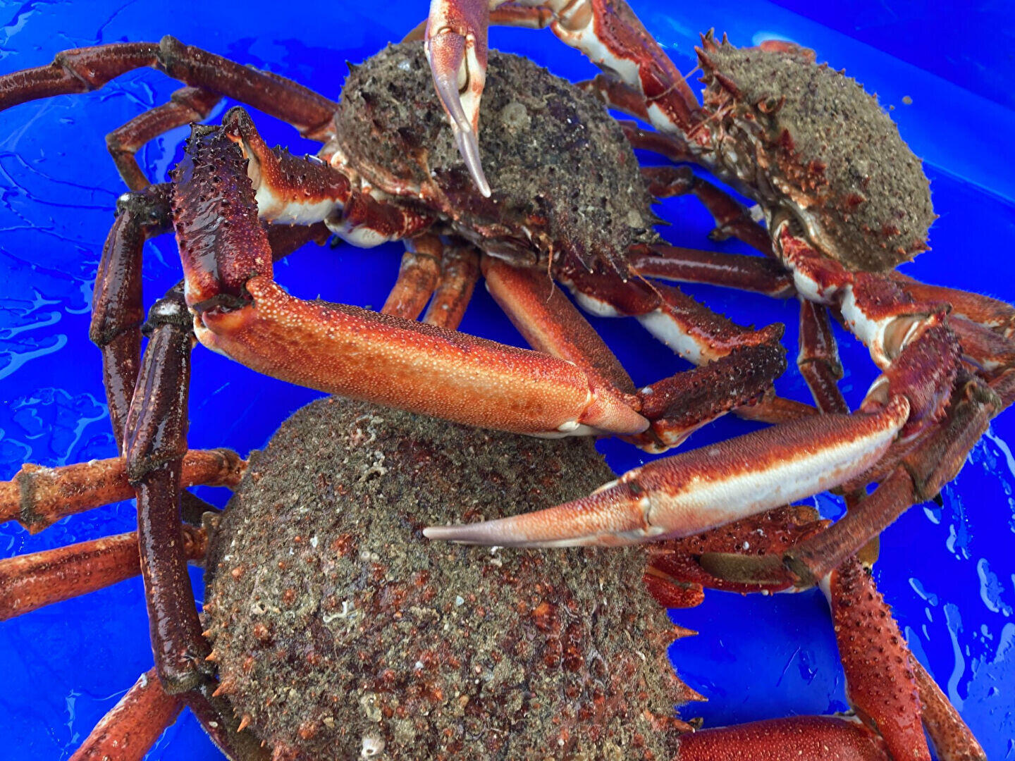 Cède commerce de vente de crustacé Région St Malo