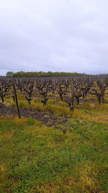 A vendre terrain viticole 4 ha à Comps en Gironde
