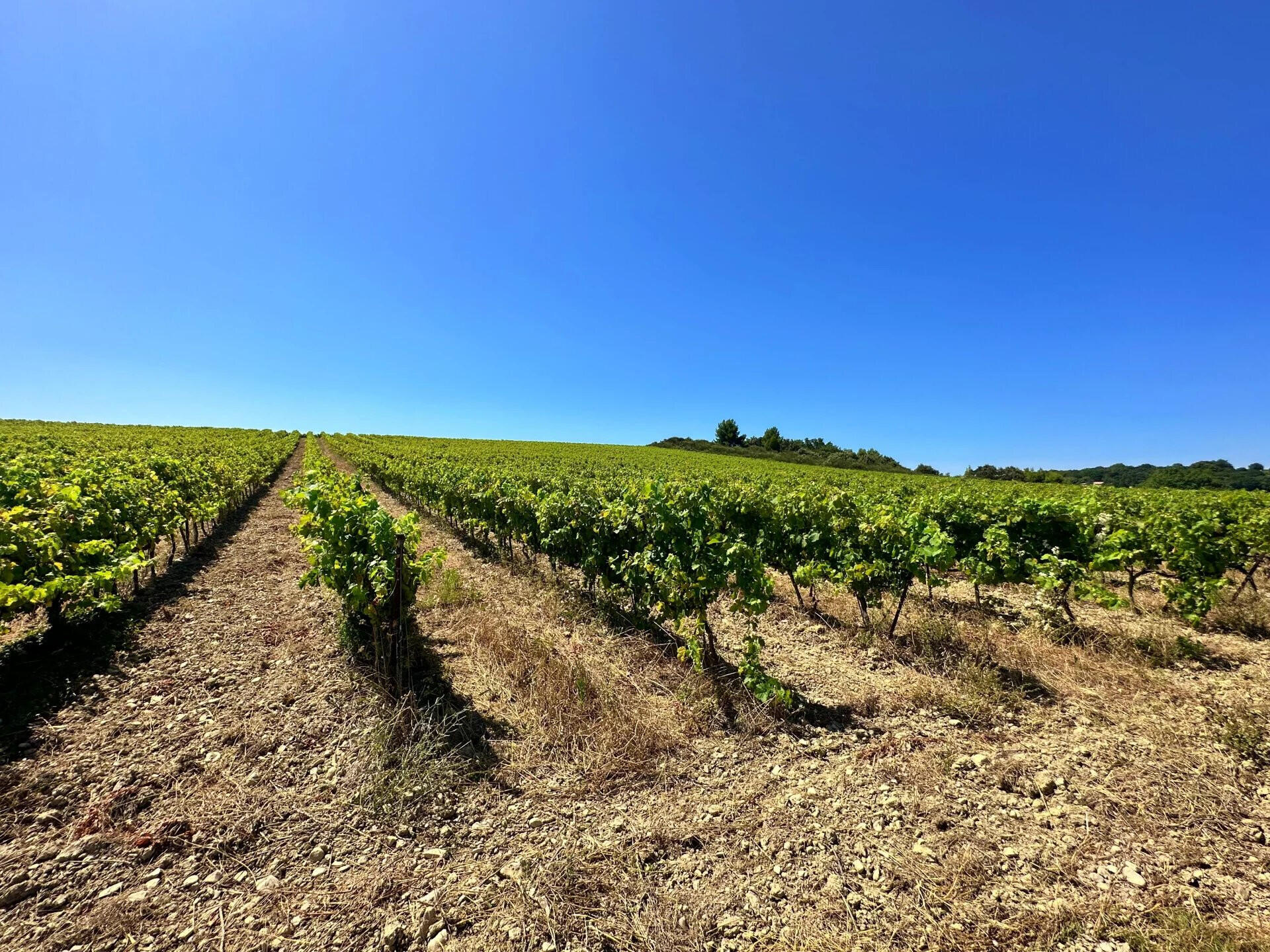 A vendre domaine viticole bio de 50 ha Vaucluse