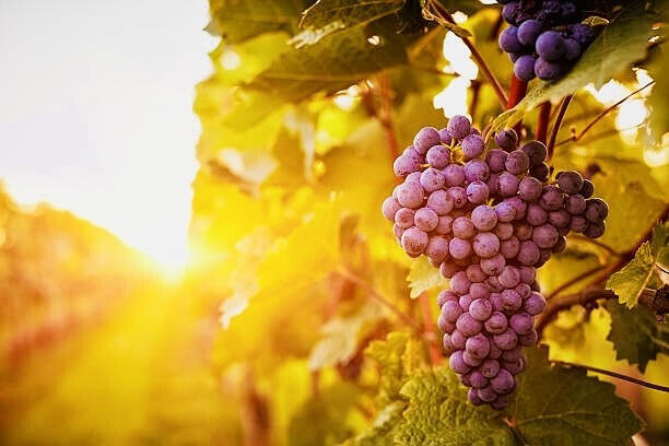 Vente vignoble de la Malepère dans l'Aude