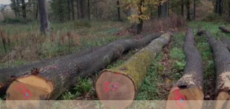 Vente parts sociales négoce de bois dans Yvelines