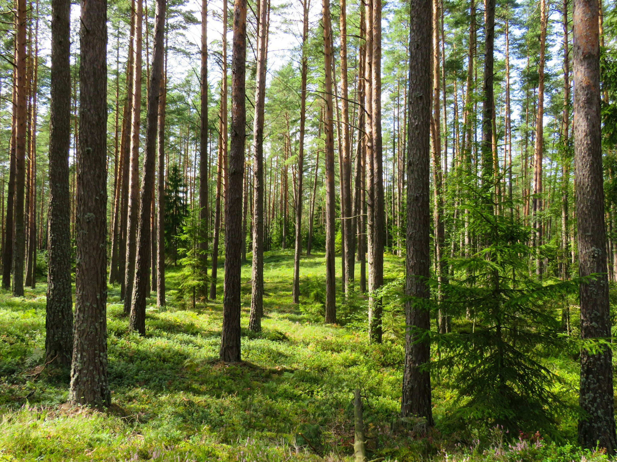 Vente jolie forêt de pins maritimes en Nord Médoc